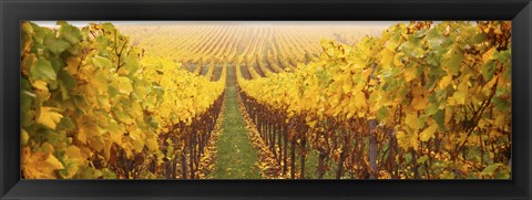 Framed Vine crop in a vineyard, Riquewihr, Alsace, France Print