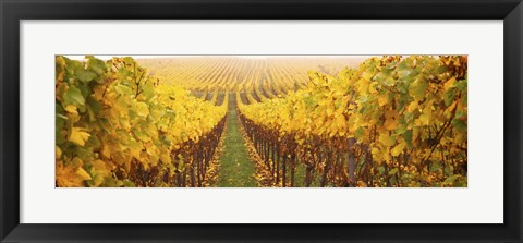 Framed Vine crop in a vineyard, Riquewihr, Alsace, France Print