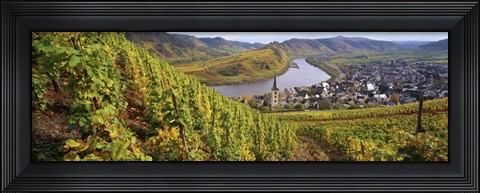 Framed High angle view of vineyards with town along the river, Bremm, Mosel River, Calmont, Rhineland-Palatinate, Germany Print