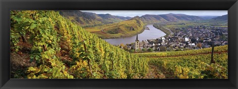 Framed High angle view of vineyards with town along the river, Bremm, Mosel River, Calmont, Rhineland-Palatinate, Germany Print