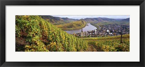 Framed High angle view of vineyards with town along the river, Bremm, Mosel River, Calmont, Rhineland-Palatinate, Germany Print