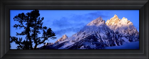 Framed Silhouette of a Limber Pine in front of mountains, Cathedral Group, Teton Range, Grand Teton National Park, Wyoming, USA Print