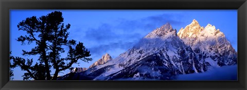 Framed Silhouette of a Limber Pine in front of mountains, Cathedral Group, Teton Range, Grand Teton National Park, Wyoming, USA Print