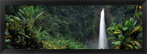 Framed Akaka Falls State Park, Hawaii, USA Print