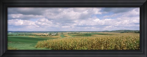 Framed Corn and Alfalfa Fields, Wisconsin Print
