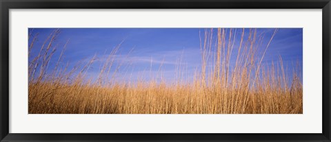 Framed Prairie Grass, Blue Sky, Marion County, Illinois, USA Print