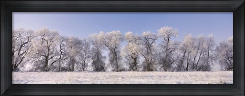 Framed Cottonwood trees covered with snow, Lower Klamath Lake, Siskiyou County, California, USA Print