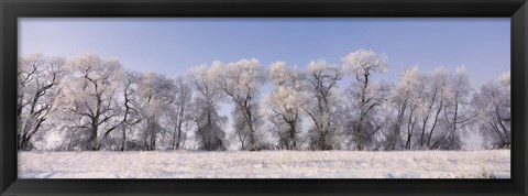 Framed Cottonwood trees covered with snow, Lower Klamath Lake, Siskiyou County, California, USA Print