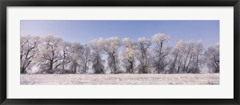 Framed Cottonwood trees covered with snow, Lower Klamath Lake, Siskiyou County, California, USA Print