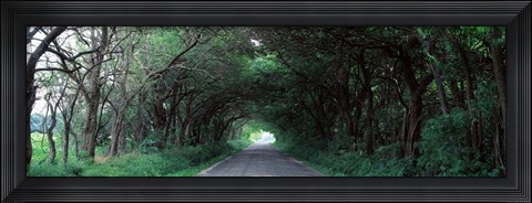 Framed Road Through Trees Marion County, Illinois, USA Print