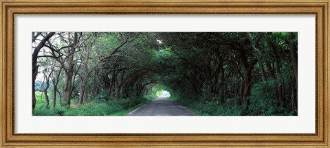 Framed Road Through Trees Marion County, Illinois, USA Print