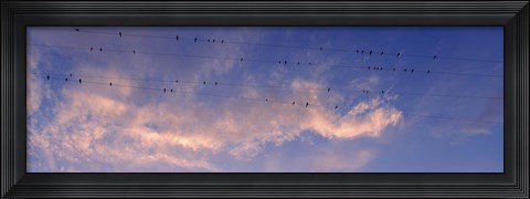 Framed Low angle view of birds perching on wires, Anza Borrego Desert State Park, California, USA Print