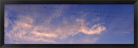 Framed Low angle view of birds perching on wires, Anza Borrego Desert State Park, California, USA Print