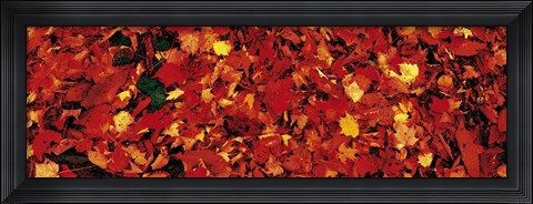 Framed Autumn Leaves Great Smoky Mountains National Park NC USA Print
