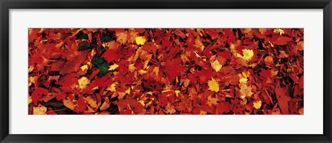 Framed Autumn Leaves Great Smoky Mountains National Park NC USA Print