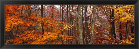 Framed Autumn trees in Great Smoky Mountains National Park, North Carolina, USA Print