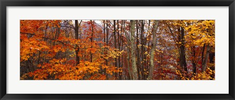 Framed Autumn trees in Great Smoky Mountains National Park, North Carolina, USA Print