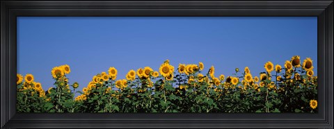 Framed Sunflowers in a field, Marion County, Illinois, USA (Helianthus annuus) Print