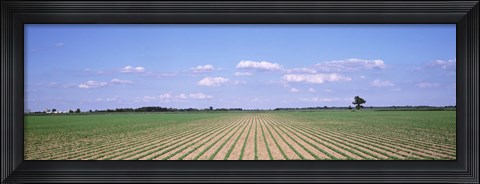 Framed Soybean field in a landscape, Marion County, Illinois, USA Print