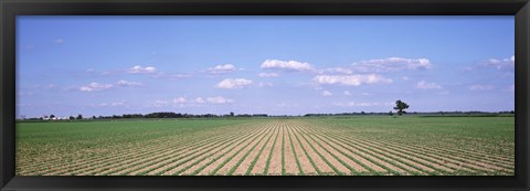 Framed Soybean field in a landscape, Marion County, Illinois, USA Print