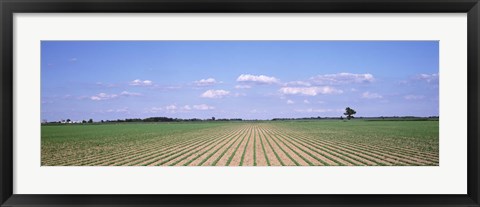 Framed Soybean field in a landscape, Marion County, Illinois, USA Print