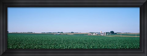 Framed Soybean field Ogle Co IL USA Print
