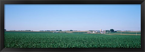 Framed Soybean field Ogle Co IL USA Print