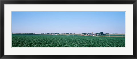 Framed Soybean field Ogle Co IL USA Print