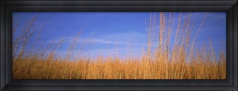 Framed Grass in a field, Marion County, Illinois, USA Print