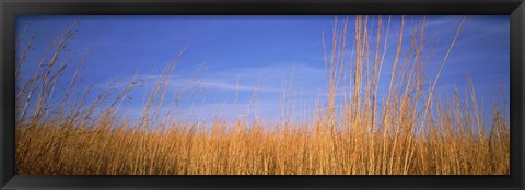 Framed Grass in a field, Marion County, Illinois, USA Print