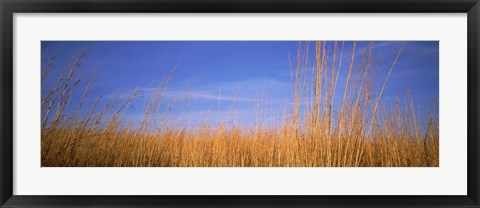 Framed Grass in a field, Marion County, Illinois, USA Print