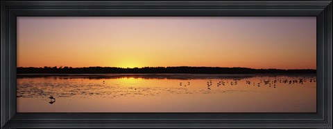 Framed Pelicans and other wading birds at sunset, J.N. Ding Darling National Wildlife Refuge, Sanibel Island, Florida, USA Print