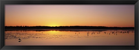 Framed Pelicans and other wading birds at sunset, J.N. Ding Darling National Wildlife Refuge, Sanibel Island, Florida, USA Print