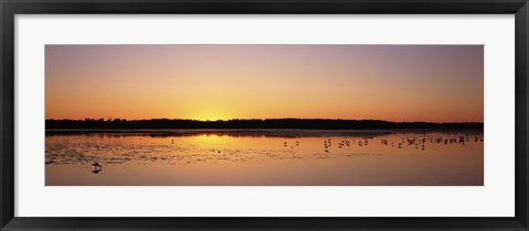 Framed Pelicans and other wading birds at sunset, J.N. Ding Darling National Wildlife Refuge, Sanibel Island, Florida, USA Print