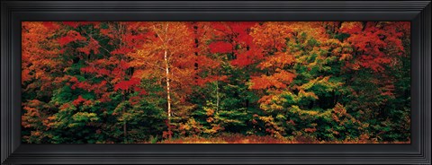 Framed Fall Maple Trees Print