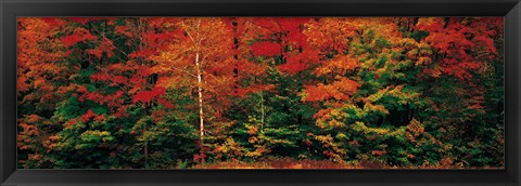 Framed Fall Maple Trees Print