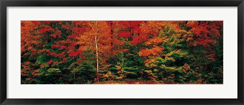 Framed Fall Maple Trees Print