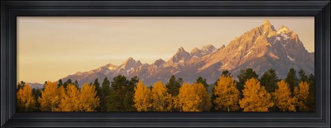Framed Aspen trees on a mountainside, Grand Teton, Teton Range, Grand Teton National Park, Wyoming, USA Print
