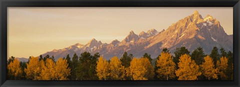 Framed Aspen trees on a mountainside, Grand Teton, Teton Range, Grand Teton National Park, Wyoming, USA Print