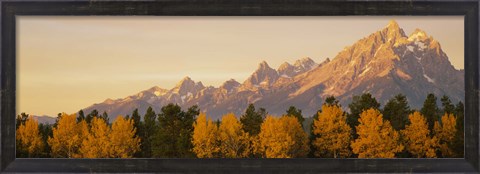 Framed Aspen trees on a mountainside, Grand Teton, Teton Range, Grand Teton National Park, Wyoming, USA Print