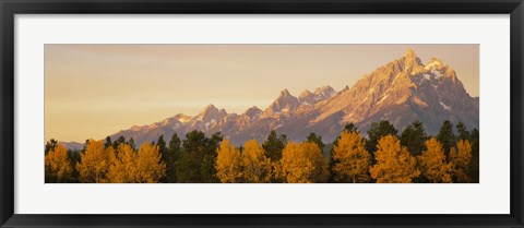 Framed Aspen trees on a mountainside, Grand Teton, Teton Range, Grand Teton National Park, Wyoming, USA Print