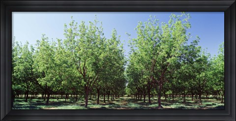 Framed USA, New Mexico, Tularosa, pecan trees Print