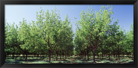 Framed USA, New Mexico, Tularosa, pecan trees Print