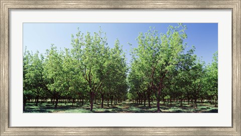Framed USA, New Mexico, Tularosa, pecan trees Print