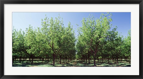 Framed USA, New Mexico, Tularosa, pecan trees Print