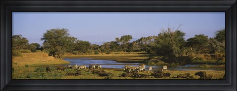 Framed Grevy&#39;s zebra and African buffalo&#39;s grazing on a landscape, Samburu, Kenya Print
