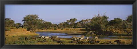 Framed Grevy&#39;s zebra and African buffalo&#39;s grazing on a landscape, Samburu, Kenya Print