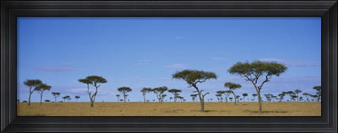 Framed Acacia trees on a landscape, Maasai Mara National Reserve, Kenya Print