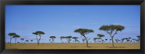 Framed Acacia trees on a landscape, Maasai Mara National Reserve, Kenya Print