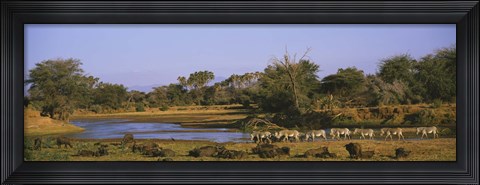 Framed Herd of Zebra (Equus grevyi) and African Buffalo (Syncerus caffer) in a field, Uaso Nyrio River, Samburu, Kenya Print